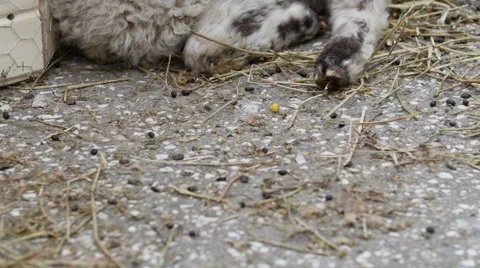 Easter lambs Stock Footage 54080786