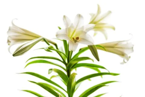 Easter Lilies high key Stock Photos