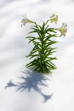 Easter Lilies in Snow vertical Stock Photos