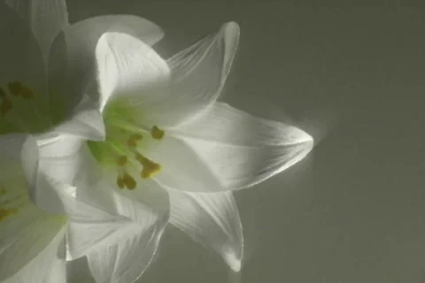 Easter Lillies Stock Footage 335037