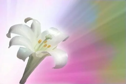 Easter Lilly Stock Footage 335038