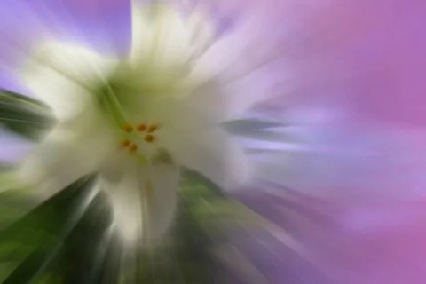 Easter Lilly Stock Footage 335039