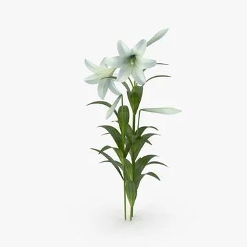 Easter Lily 3D Model