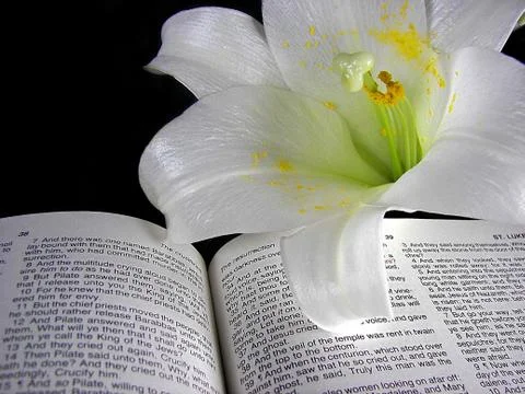 Easter lily on Bible Stock Photos
