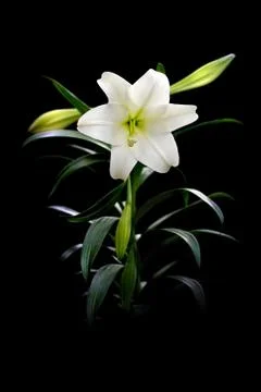 Easter Lily on Black Stock Photos