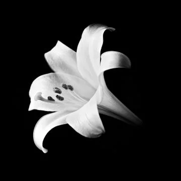 Easter Lily on Black Square - Black And White Stock Photos