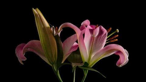 Easter Lily Blooming Time Lapse on Black Background Stock Footage 99375861