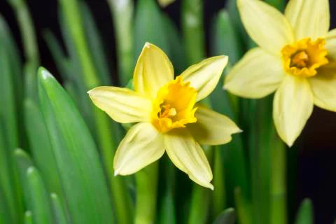 Easter Lily Close Up Foto stock