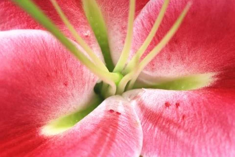 Easter Lily close-up Stock Photos