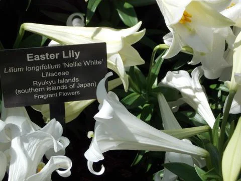 Easter Lily Flowers Stock Photos