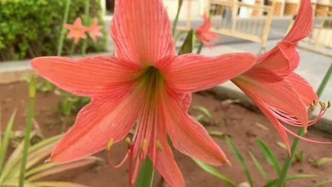 Easter Lily Video stock 174766656