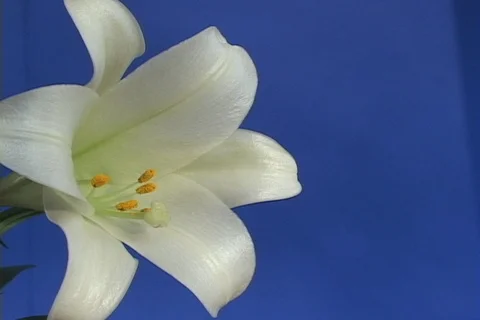 Easter Lily left side- blue background Video stock 122114203