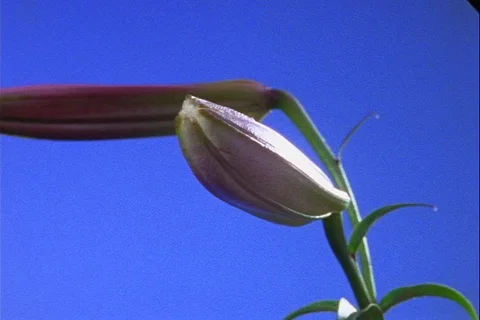 Easter Lily opens from bud- blue background Video stock 121690583