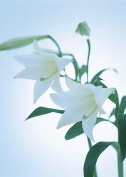 Easter Lily Stock Photos