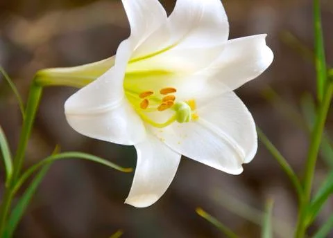 The Easter Lily Foto stock