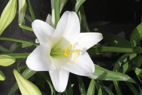Easter Lily Stock Photos
