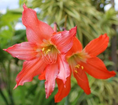 Easter Lily Stock Photos
