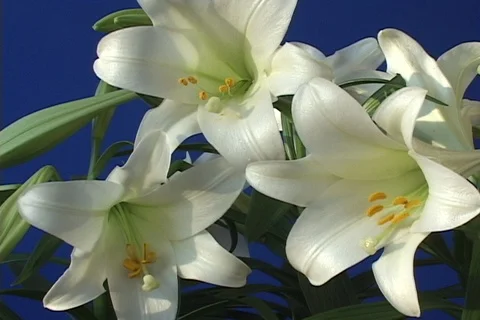 Easter Lily plants close of three flower group Stock Footage 122114222
