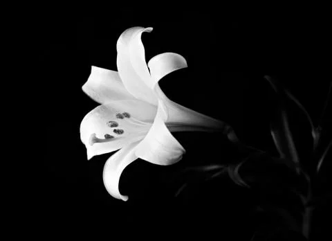 Easter Lily Solitaire on Black - Black and White Stock Photos