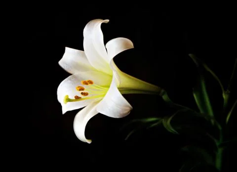 Easter Lily Solitaire on Black Stock Photos