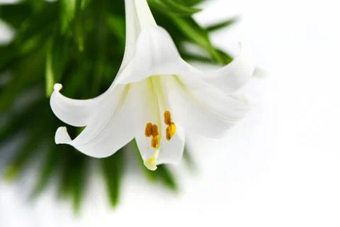 Easter Lily solitaire high key Stock Photos