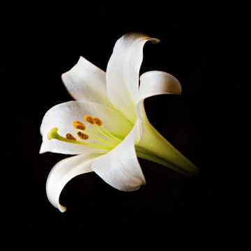 Easter Lily Solitaire - Square Stock Photos