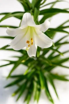 Easter Lily solitaire vertical Stock Photos