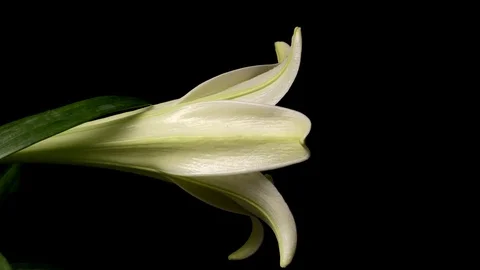 Easter Lily Time-lapse Stock Footage 74238423