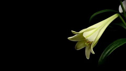 Easter Lily Time-lapse Stock Footage 74550128