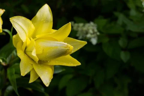Easter Lily,Longflower Lily,closeup of yellow lily flower in full bloom Stock Photos