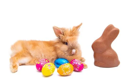 Easter live bunny isolated Stock Photos