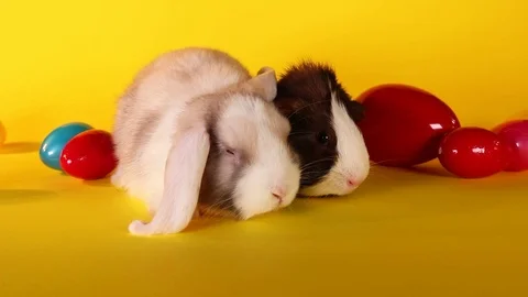 Easter mini bunny rabbit lop guinea pig Video stock 89636031