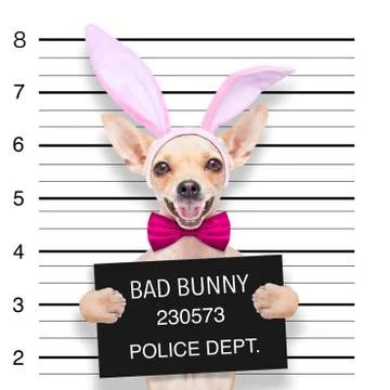 Easter mugshot dog Foto stock