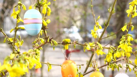 Easter multicolored eggs on forsythia branches in motion Stock Footage 238809525