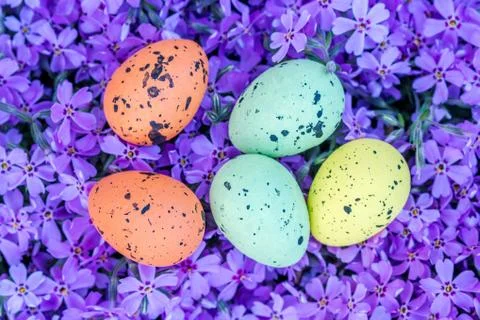 Easter multicolored eggs on violet flowers Stock Photos