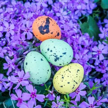 Easter multicolored eggs on violet flowers Stock Photos