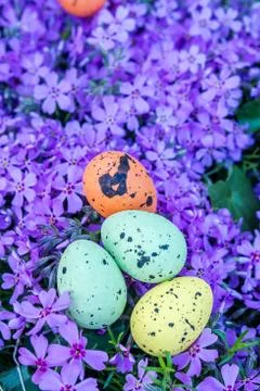 Easter multicolored eggs on violet flowers Stock Photos