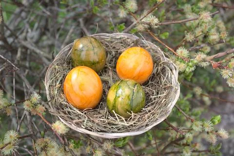 An easter nest with easter eggs Stock Photos