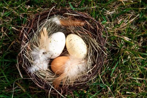 Easter nest with eggs on green grass Stock Photos