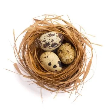 Easter nest with quail eggs Stock Photos
