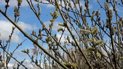 Easter or Spring background with flowering willow branches against blue sky i Video stock 181844285