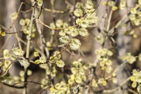 Easter or Spring background with flowering willow Stock Photos