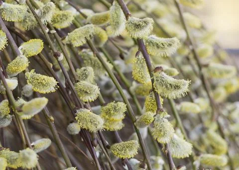 Easter or Spring background with flowering willow branches 2 Stock Photos