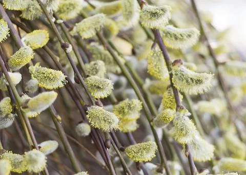 Easter or Spring background with flowering willow branches 3 Stock Photos