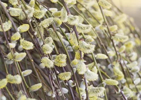 Easter or Spring background with flowering willow branches Stock-Fotos