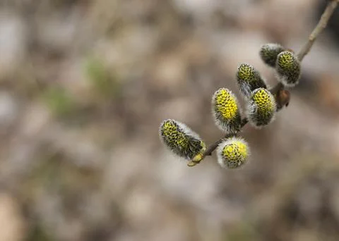 Easter or Spring background with flowering willow branches Stock Photos