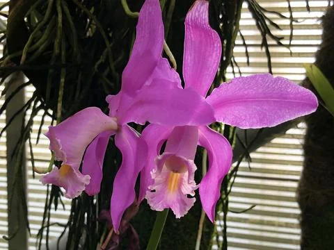 Easter orchid (Cattleya mossiae) or Moss' Cattley's orchid or Orchidee Stock Photos