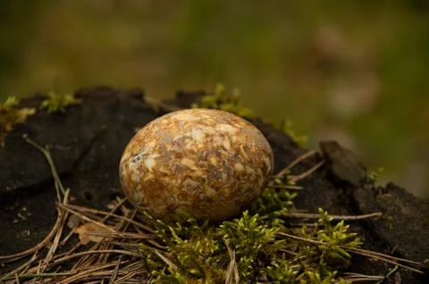 Easter painted brown egg on moss Foto stock