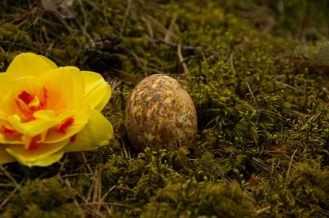 Easter painted brown eggs with mottled on moss Stock Photos