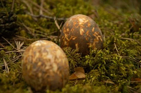 Easter painted brown eggs with mottled on moss Stock Photos